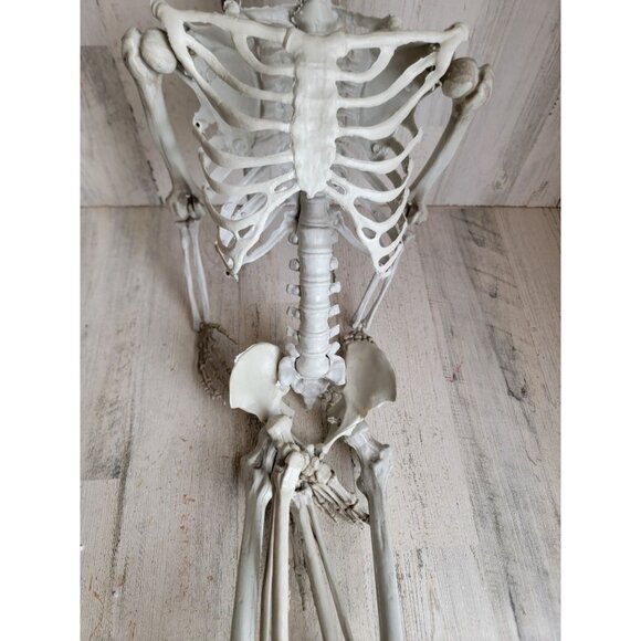 Halloween hanging skeleton prop home decor bone rib cage - Picture 3 of 12